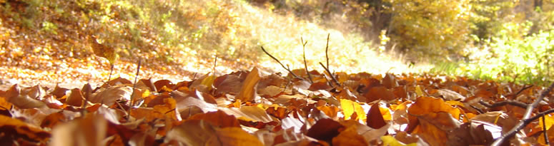 Herbstlicher Thüringer Wald